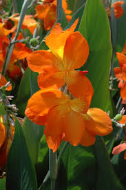 Canna Orange Punch