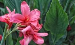 Canna Pink