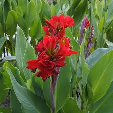 Canna lilly red dazler