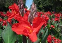 Canna tropicana