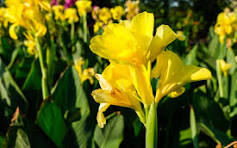 Canna yellow