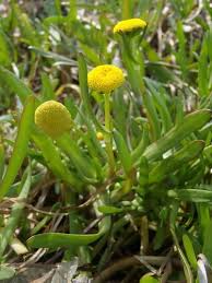 Cotula coronopifolia