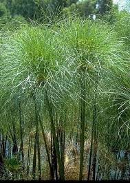 Cyperus papyrus