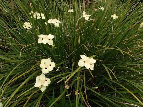 Dietes Bicolor