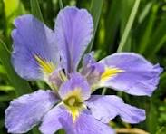 Iris louisiana blue sinfonetia