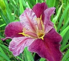 Iris louisiana pink top notch