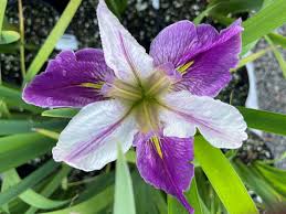 Iris louisiana purple colorific