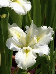 Iris louisiana white