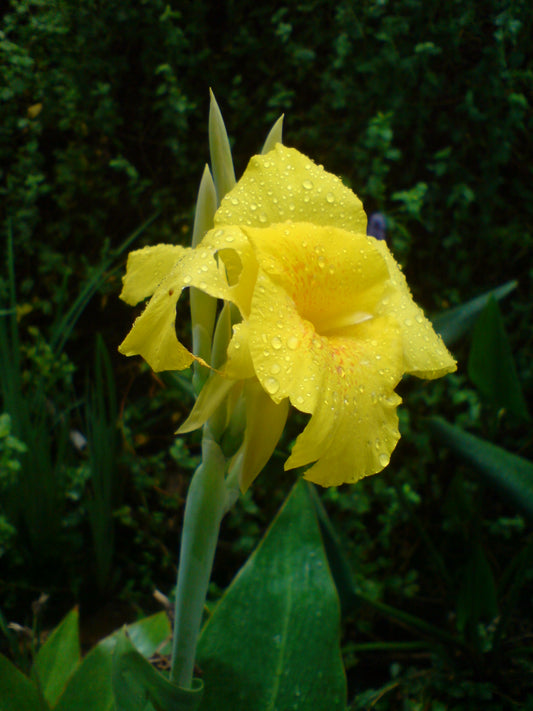 Iris Pseudacorus