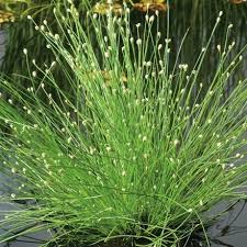 Isolepis cernua