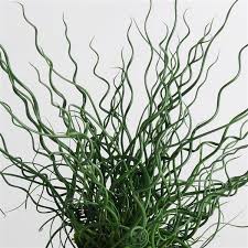 Juncus spiralis twister