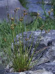 Juncus tenuis