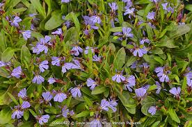 Lobelia anceps