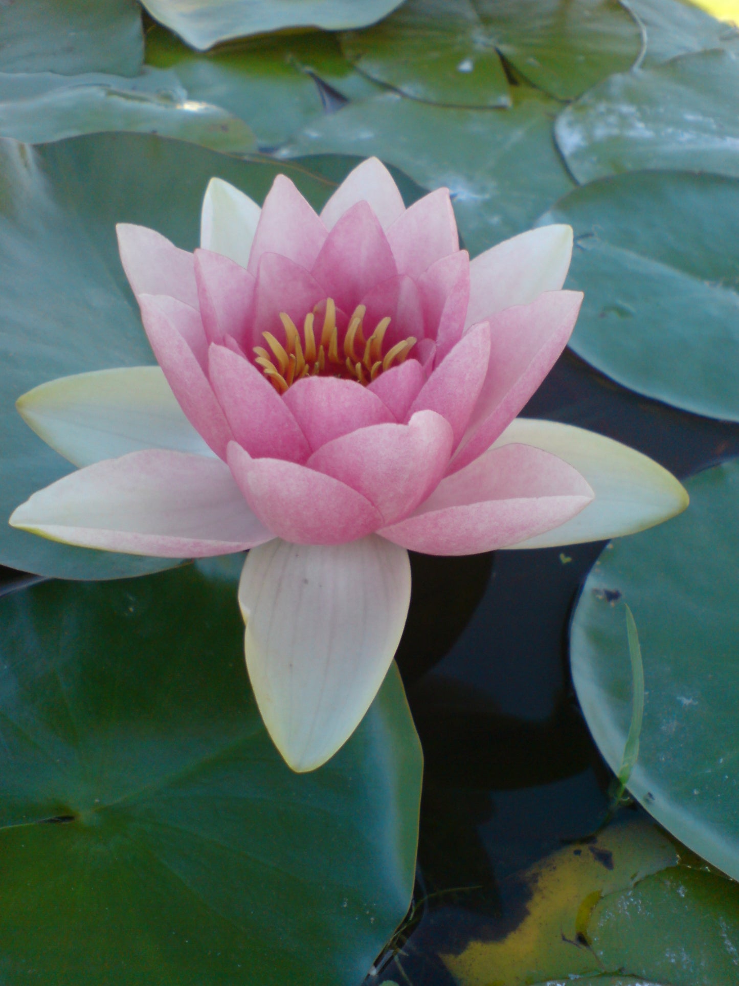 Nymphaea Mrs. Richmond