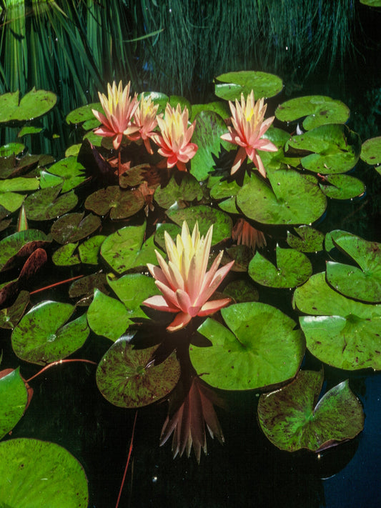 Nymphaea Pink Grapefruit