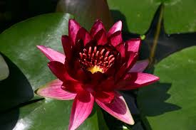 Nymphaea black princess (miniature)