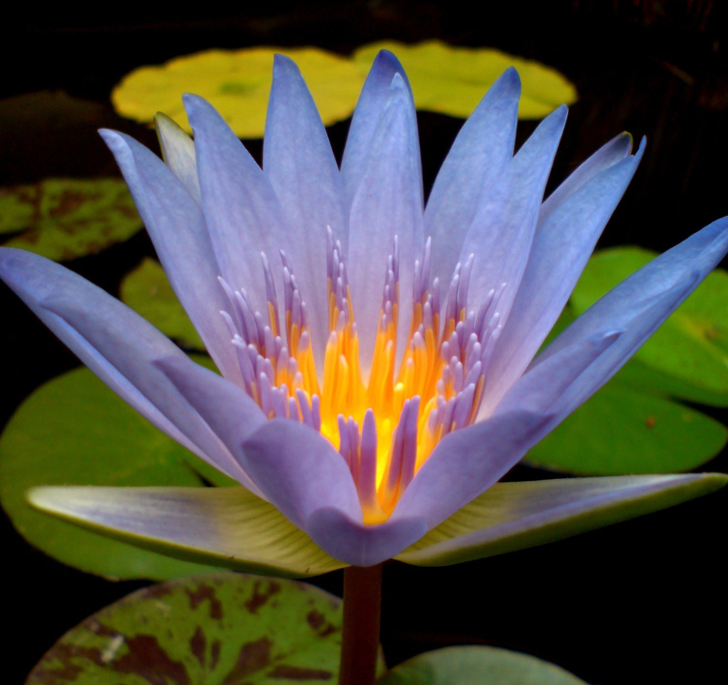 Nymphaea Nouchali (Capensis)