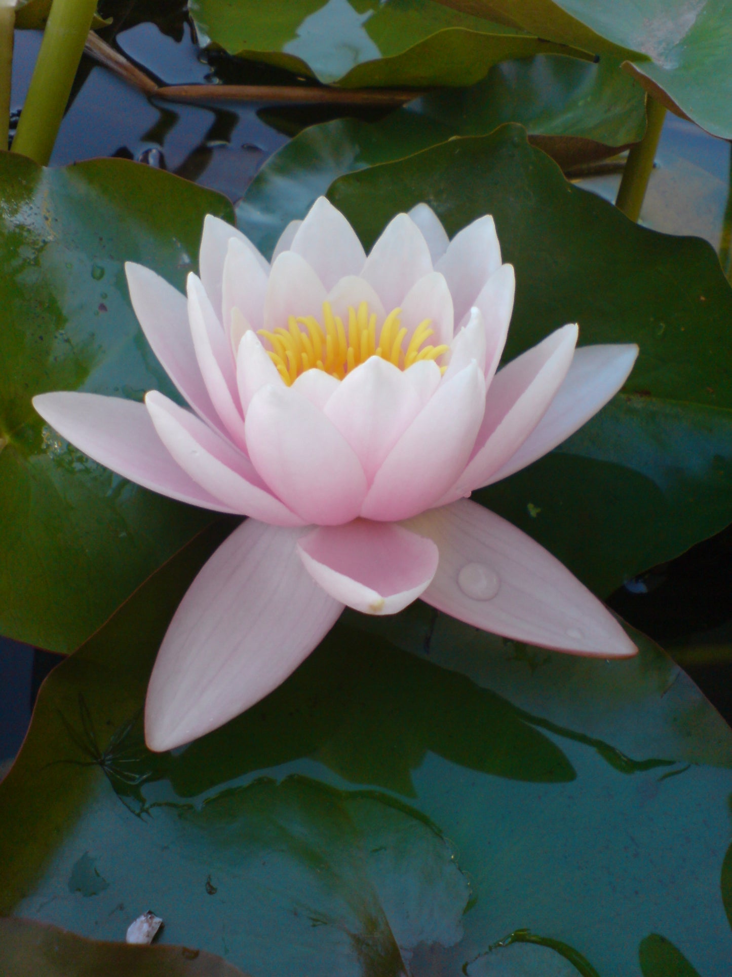 Nymphaea Marliacea Rosea