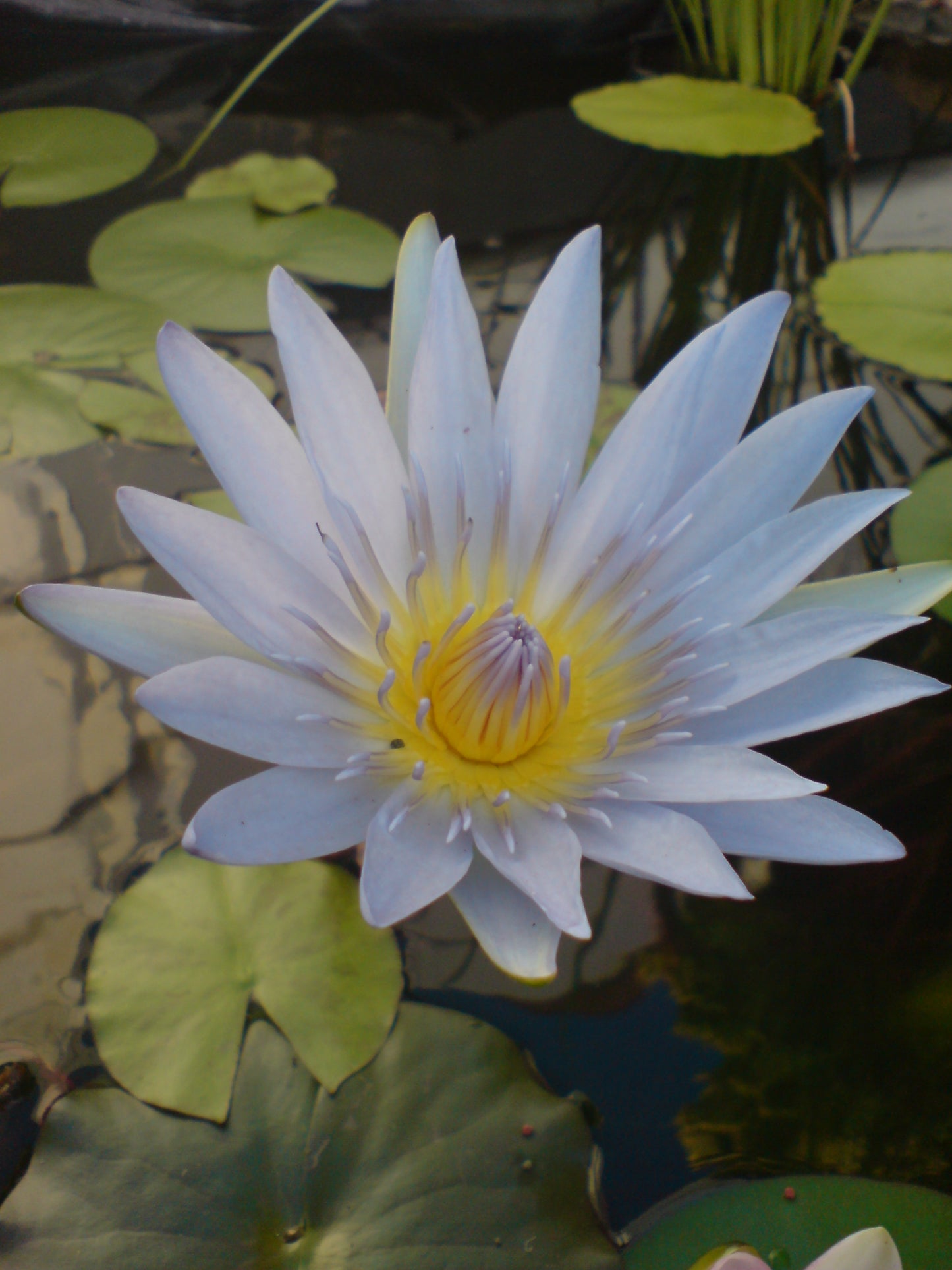 Nymphaea Nouchali (Capensis)