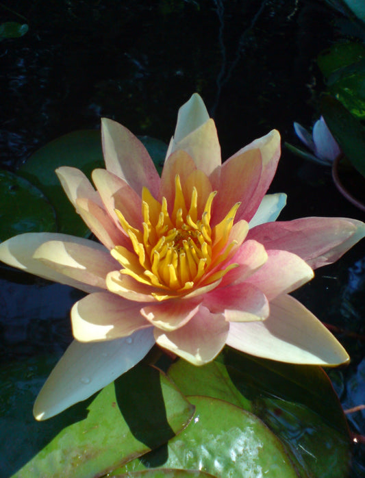 Nymphaea Sioux