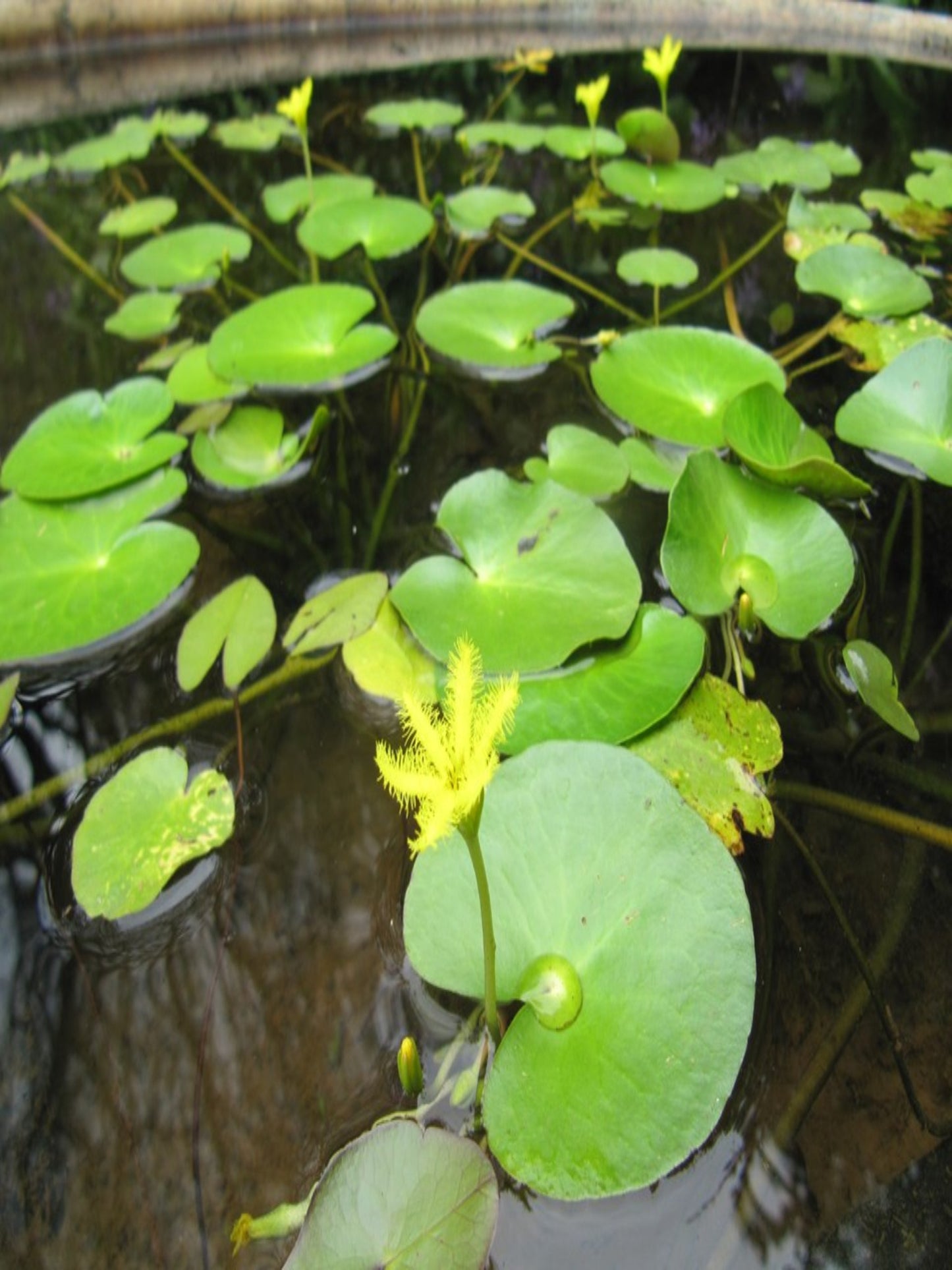 Nymphoides Indica