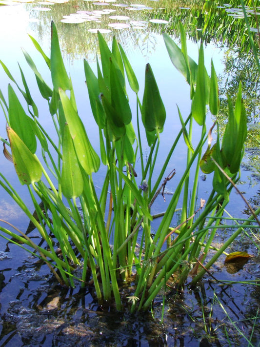 Pontedaria Cordata Nana