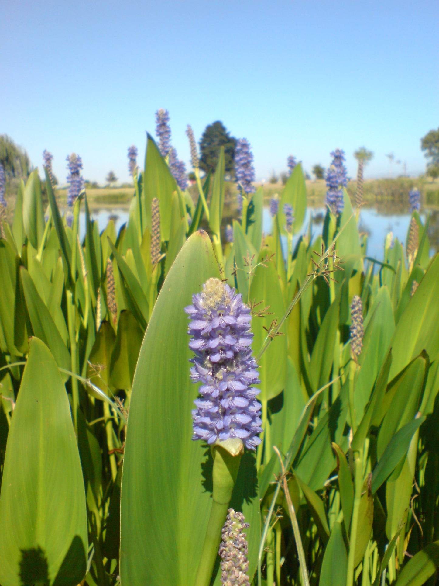 Pontedaria Lanceolata