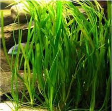 Vallisneria spiralis