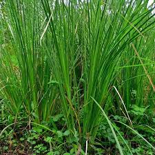 Vetiver (Chrysopogon zizanioides)