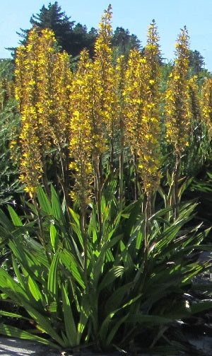 Wachendorphia Thrysiflora