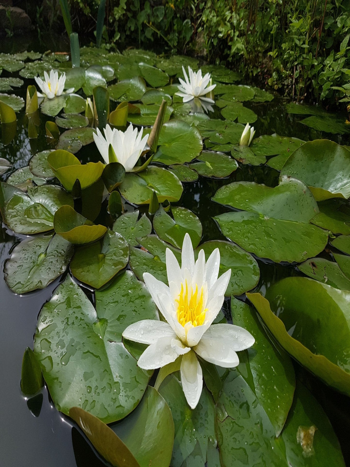 Nymphaea Marliacea Alba