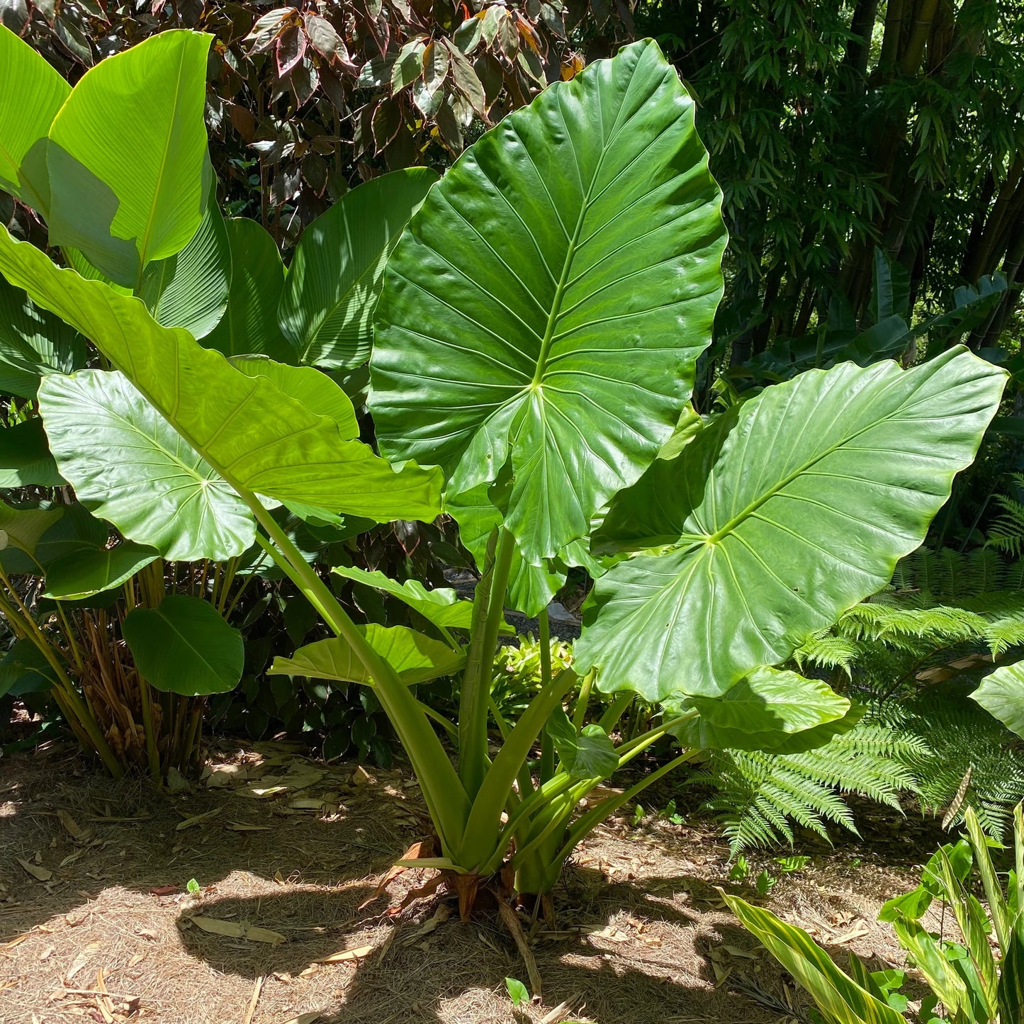 Alocasia Macrorrhiza