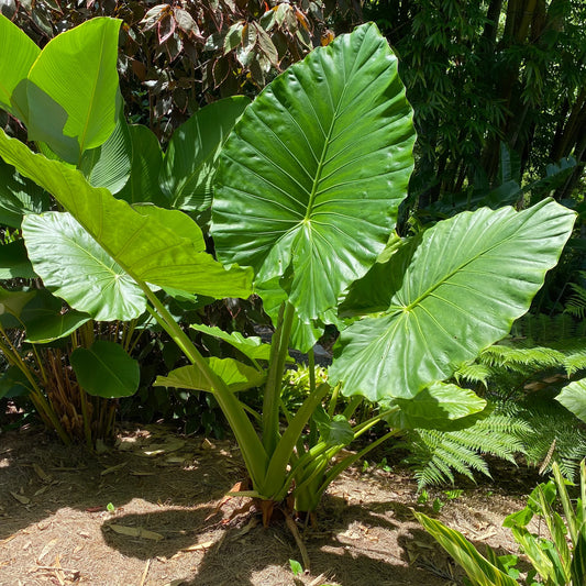 Alocasia Macrorrhiza