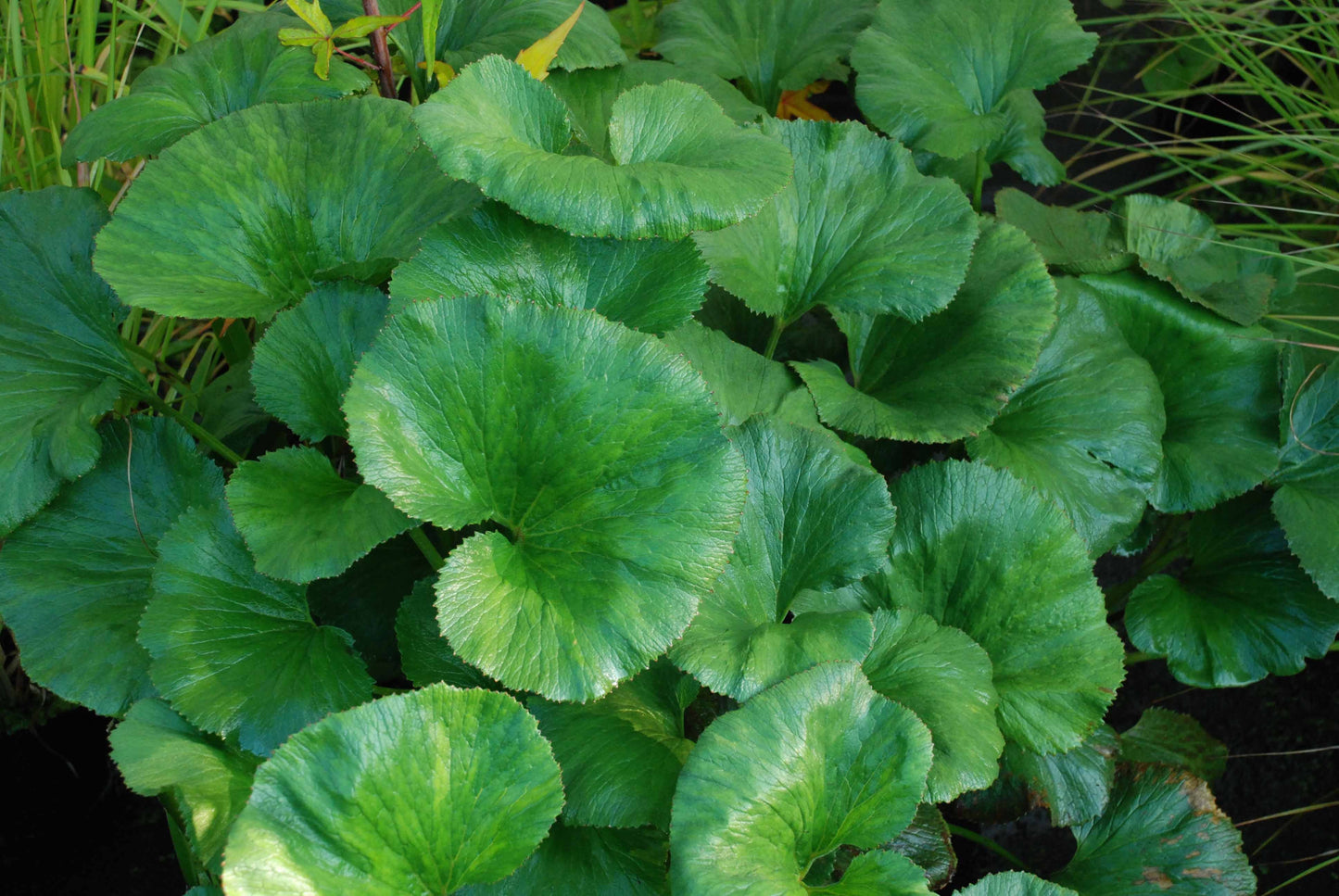 Gunnera Perpensa