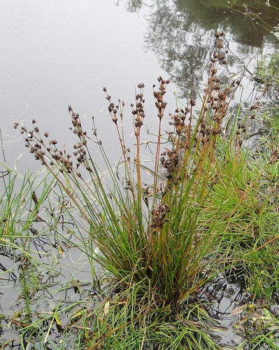 Juncus Capensis