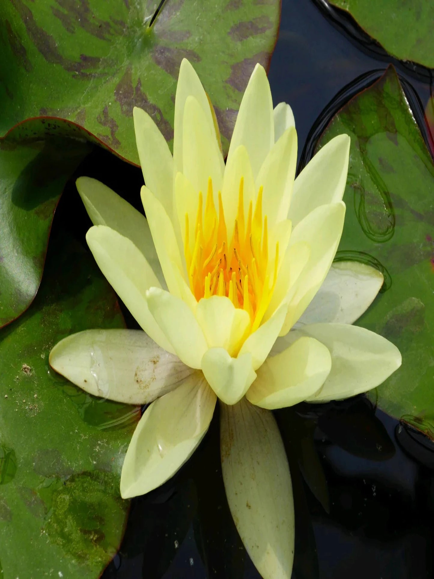 Nymphaea Chromatella