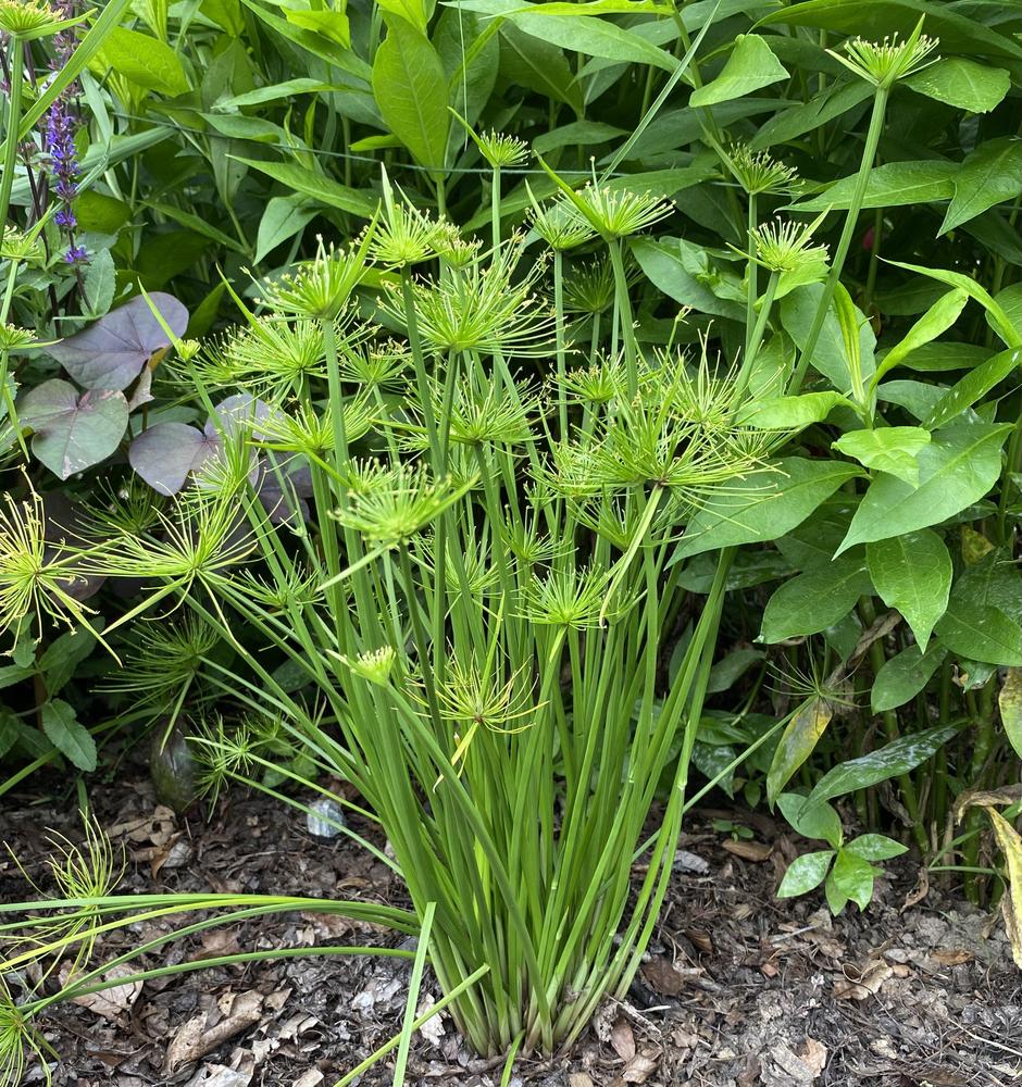 Cyperus Prolifer