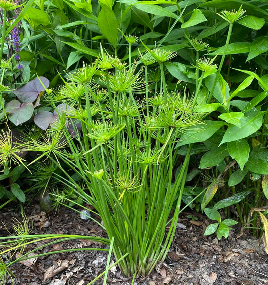 Cyperus Prolifer