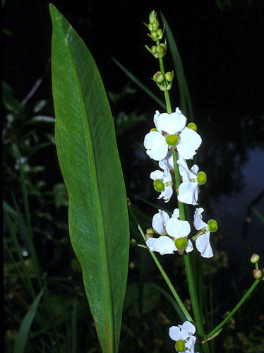 Saggitaria Lancifolia