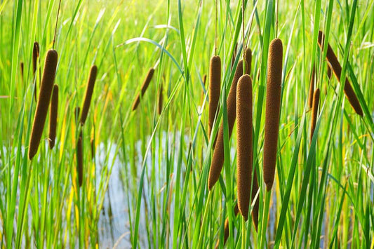 Typha Latifolia