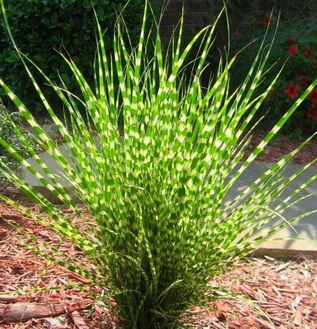 Miscanthus Zebrinus